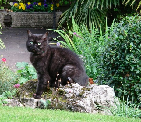 tilly_rock_backgarden.JPG