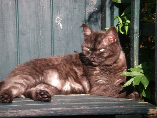 tilly_shed.JPG
